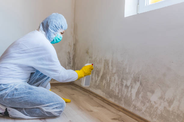 Licensed Mold Remediation service in Pleasant Hall, PA - WQB Mold Removal